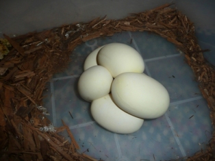 ball python eggs