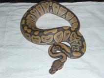 Orange Ghost Ball Python For Sale