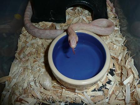 Hypo Lavander Corn Snake Hypo Lavander Corn Snake