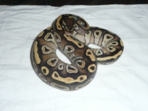 Mojave Ball Python For Sale