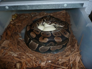 ball python eggs,bumblebee ball python ball python eggs,bumblebee ball python