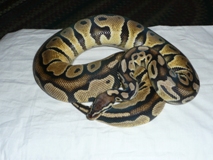 Lemon Pastel Ball Python For Sale