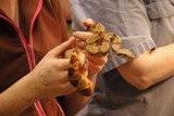 Dwarf Boa Constrictor