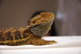 Bearded Dragon BBC Reptiles