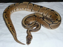 Spider Ball Python For Sale