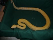 Albino Boa Constrictor For Sale