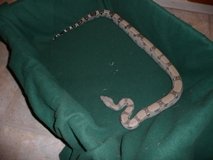 Anery Boa Constrictor For Sale
