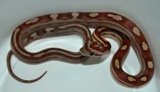 corn snakes for sale,available corn snakes