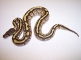 ball pythons for sale, lesser platinum