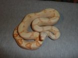 Sunglow Boa For Sale